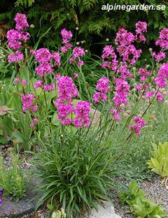 لیخنس چسبناک